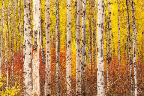 Exploring Peter Lik's Style of Landscape Photography