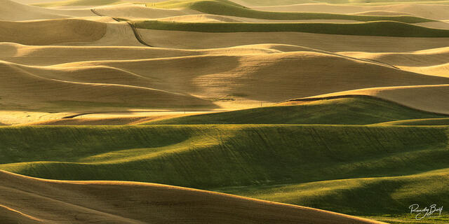 gold light washes over the rolling fields of the Palouse at sunset.