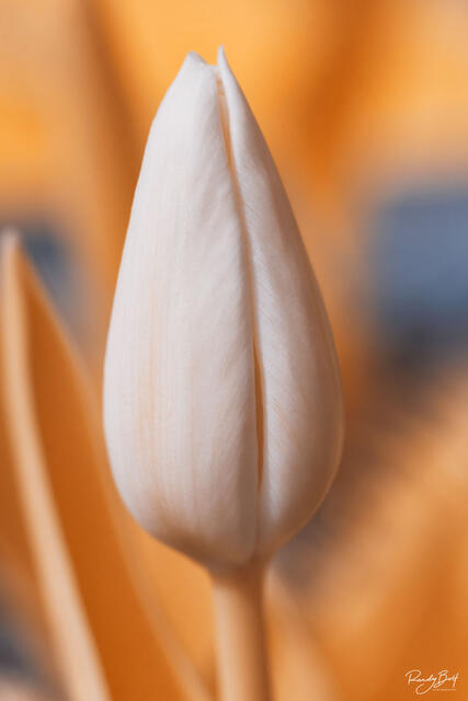 supercolor infrared photograph of a tulip before it blooms with the 590 nm infrared filter from life pixel infrared.