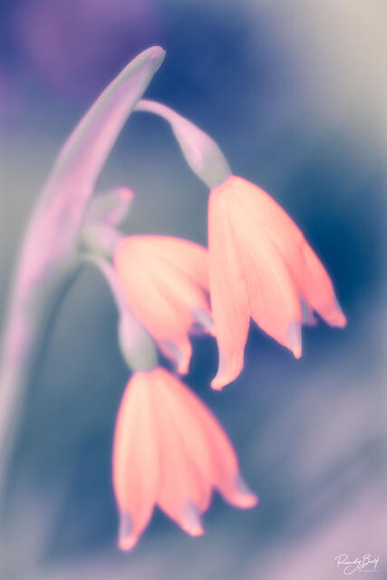 Spring Snowflake bells photographed in infrared light.