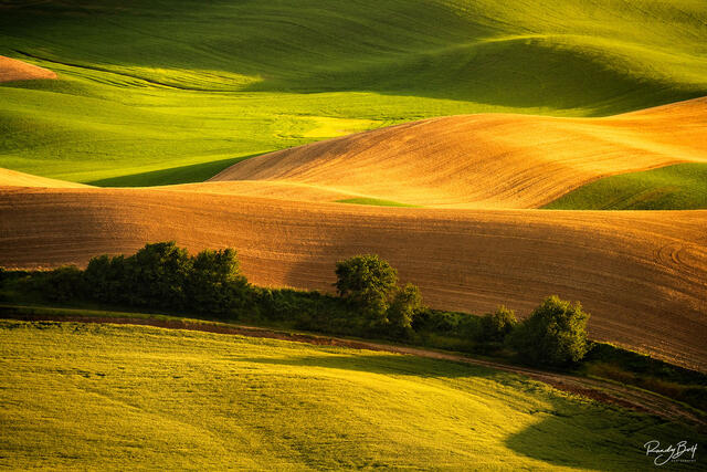 brown and green fields in the Palouse region of Washington State