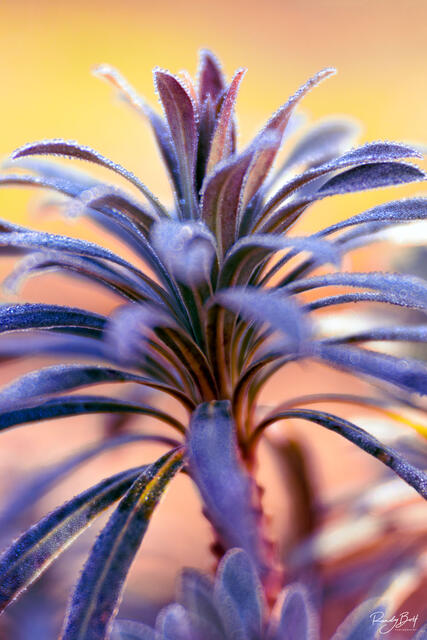 macro photo of plants at the bellevue botanical garden.