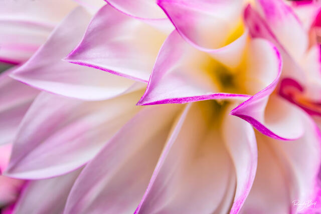 abstract and macro photograph of a pink and white dahlia.