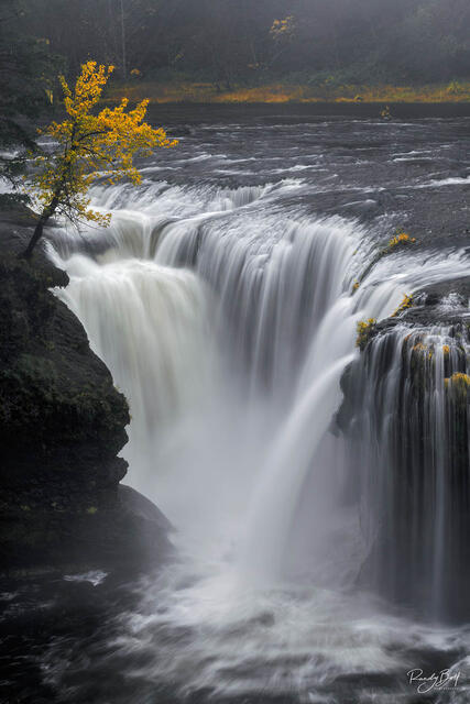 fall color on a lone tree at Lewis River Falls in the Gifford Pinchot national forest.