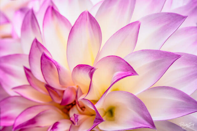 macro photograph of pink and white dahlia florets and flowers.