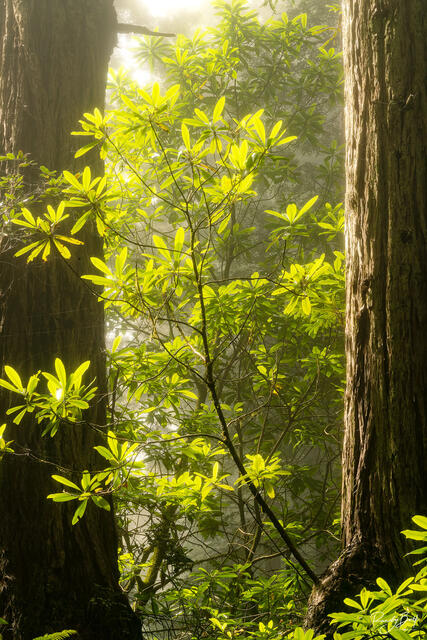 sunlight filtering through the fog in the redwood national and state parks in Northern California