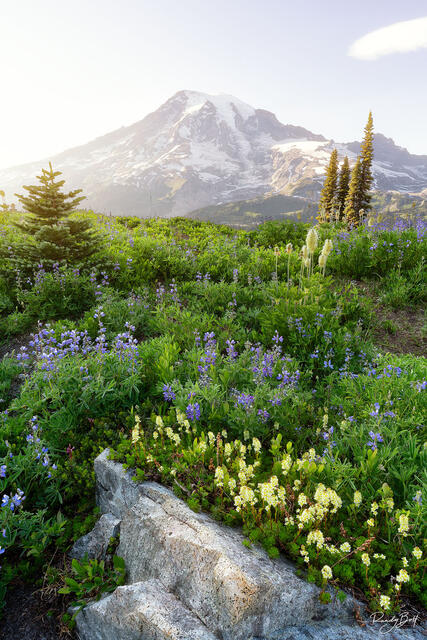 smoky sunset over mount rainier and wildflowers of lupine.