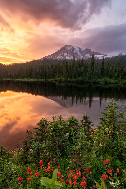 Sunset with mount rainier and Indian paintbrush at reflection lakes in mount rainier national park.