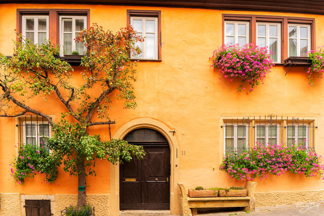 window flowers and a tree against a wall with a brown, wooden door in Rothenburg ob der tuber, Germany in the morning light.