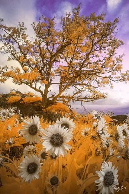 super color infrared from Rowena Crest with balsam root flowers