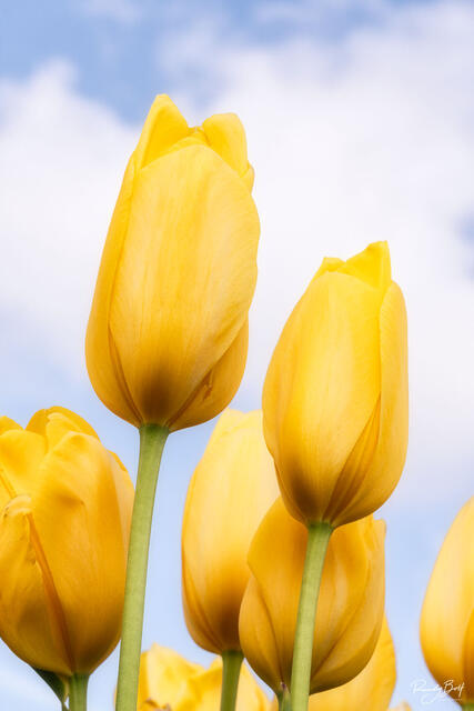 Yellow tulips and blue sky north of seattle in the skagit valley.