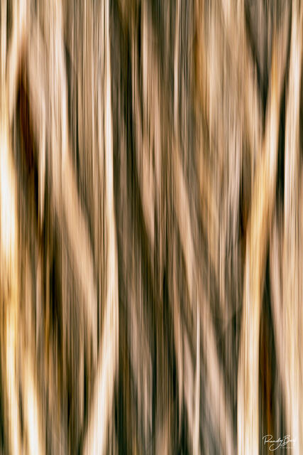 intentional camera movement photography on a tree in colorado