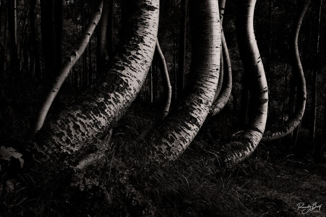 black and white twisted aspens of Ophir, Colorado.