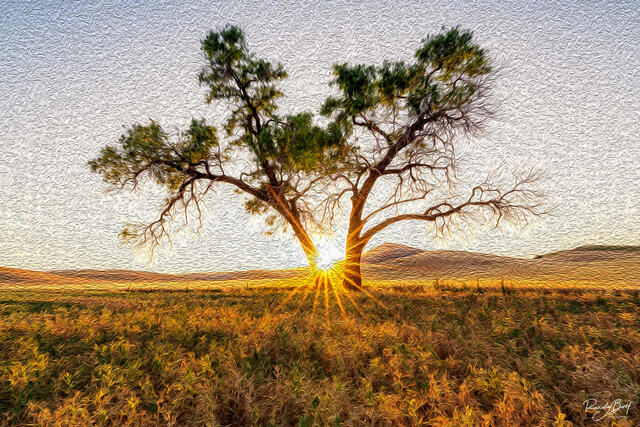 starburst at the Tennessee flats tree in the Palouse.
