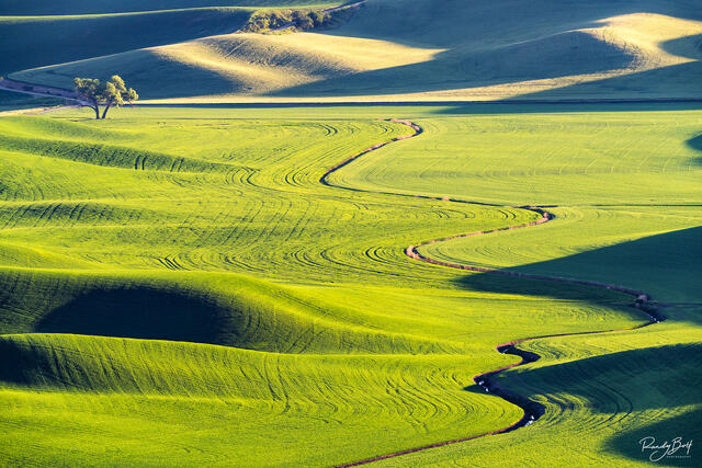 A lone tree on Tennessee Flats road at sunset from Steptoe butte.