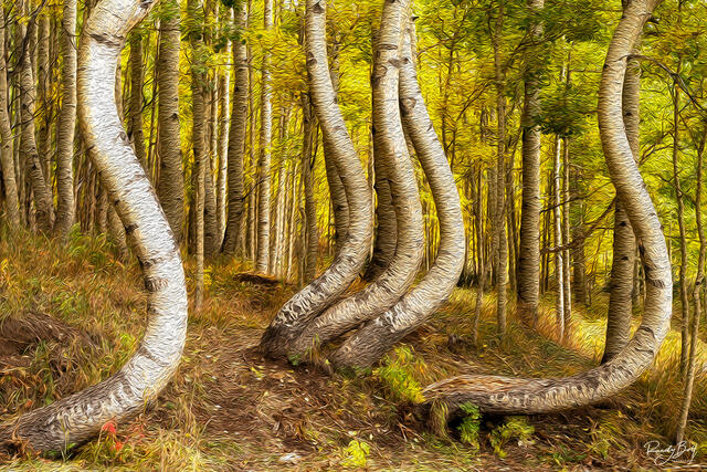 oil painted twisted aspens of Ophir colorado.