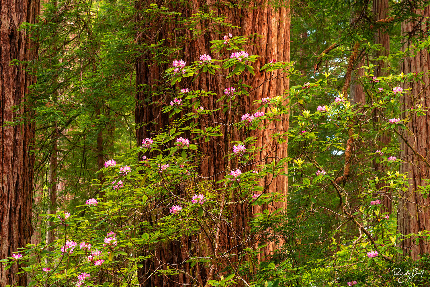 rhododendrons  and redwood trees in the Damnation Creek Trail area of the Redwoods National and State Parks.