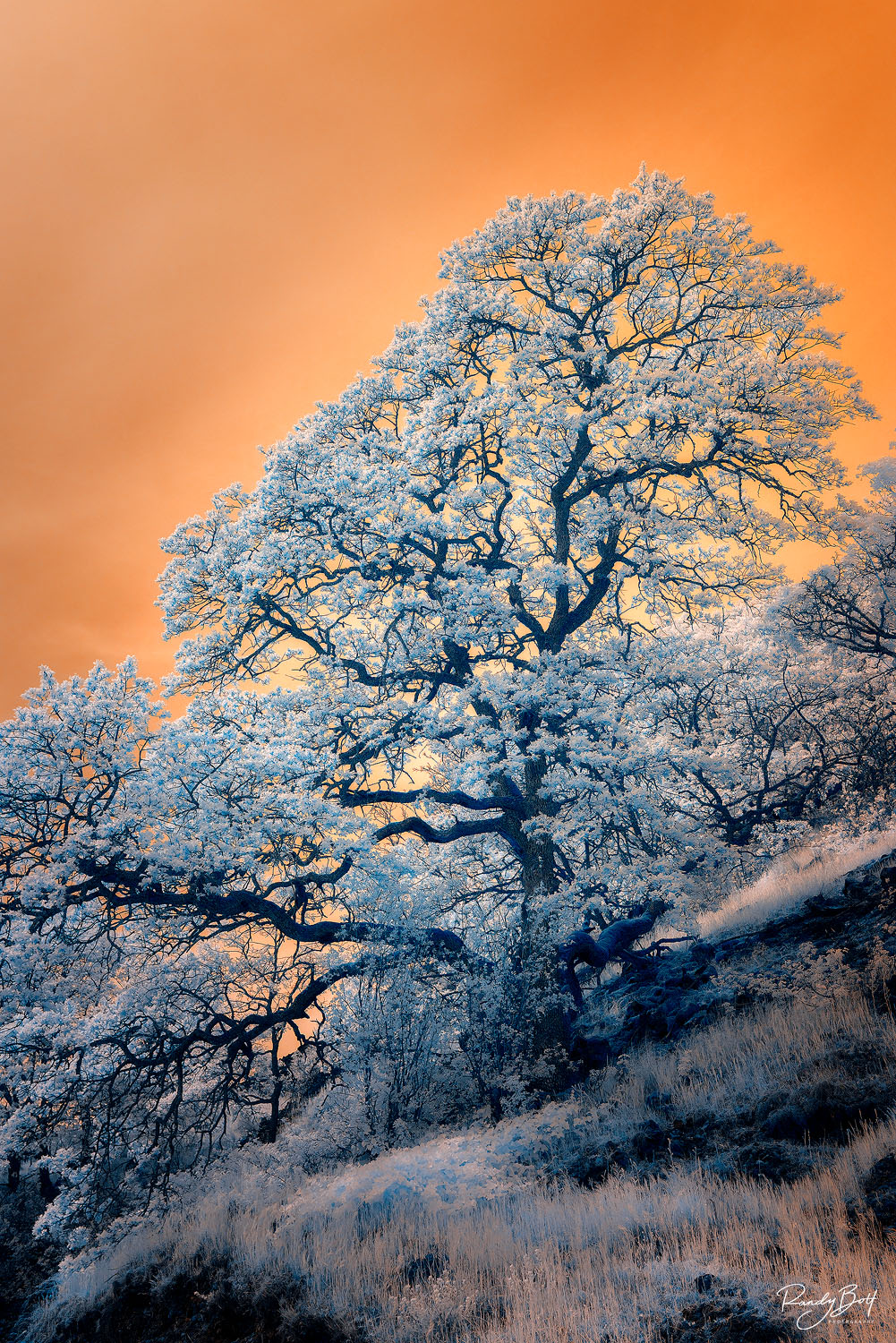 Apocalypse Tree infrared oak tree in the Columbia gorge