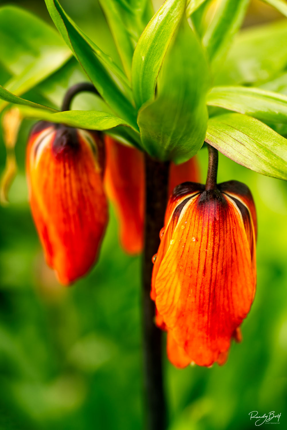 Aurora Fritillaria macro photograph of an aurora fritillaria in the skagit valley north of seattle, WA.