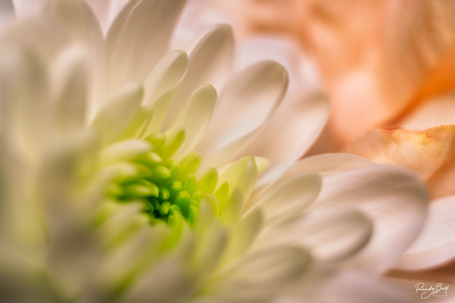 macro photo of a white and green chrysanthemum