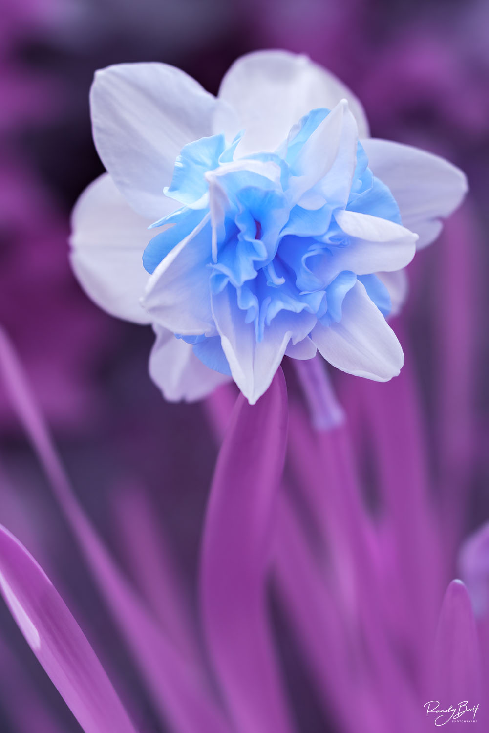 Hypercolor Double Daffodils hypercolor infrared photograph of a double daffodil with a full spectrum converted camera by Life Pixel Infrared.