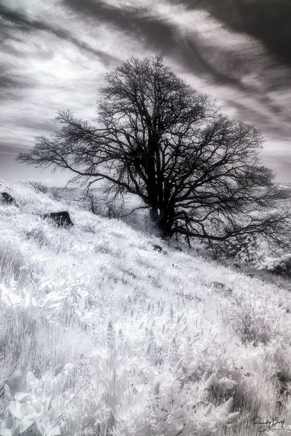 Oak Spirit A stunning black and white photograph of an oak tree in Columbia Hills State Park, taken using an 830 nm deep filter.