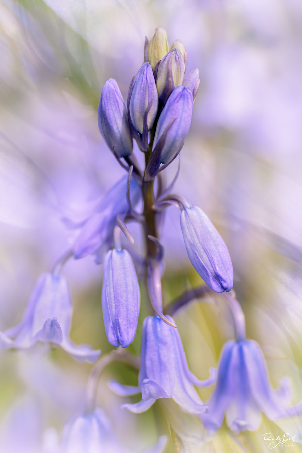 Spring Bells macro photography of bluebell flowers in the spring.