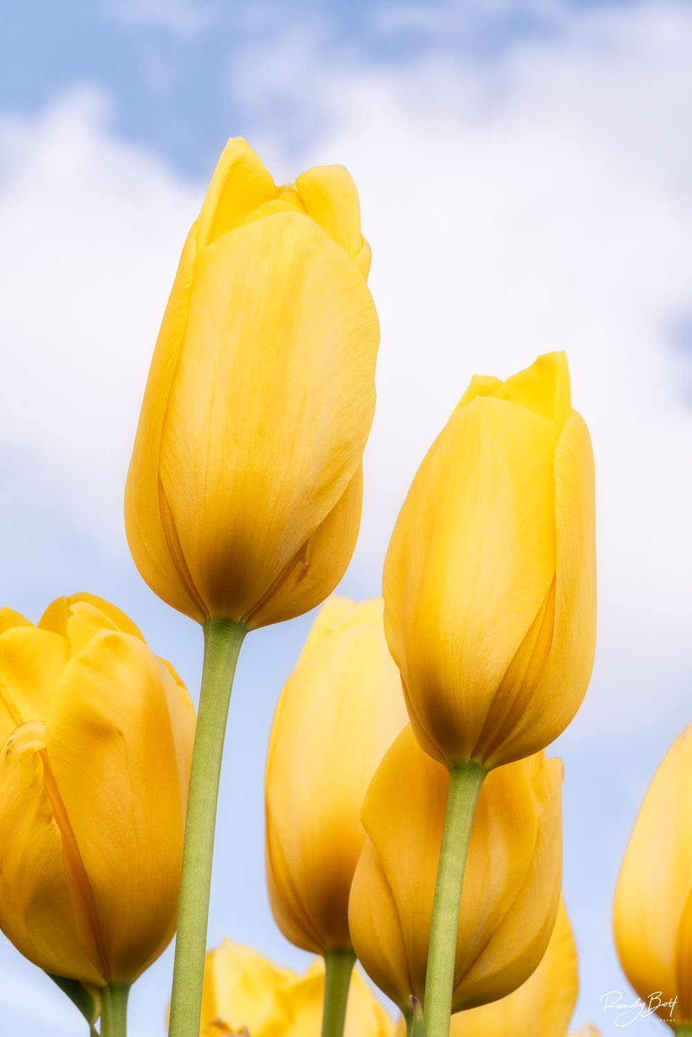 Sunshine Smile Yellow tulips and blue sky north of seattle in the skagit valley.