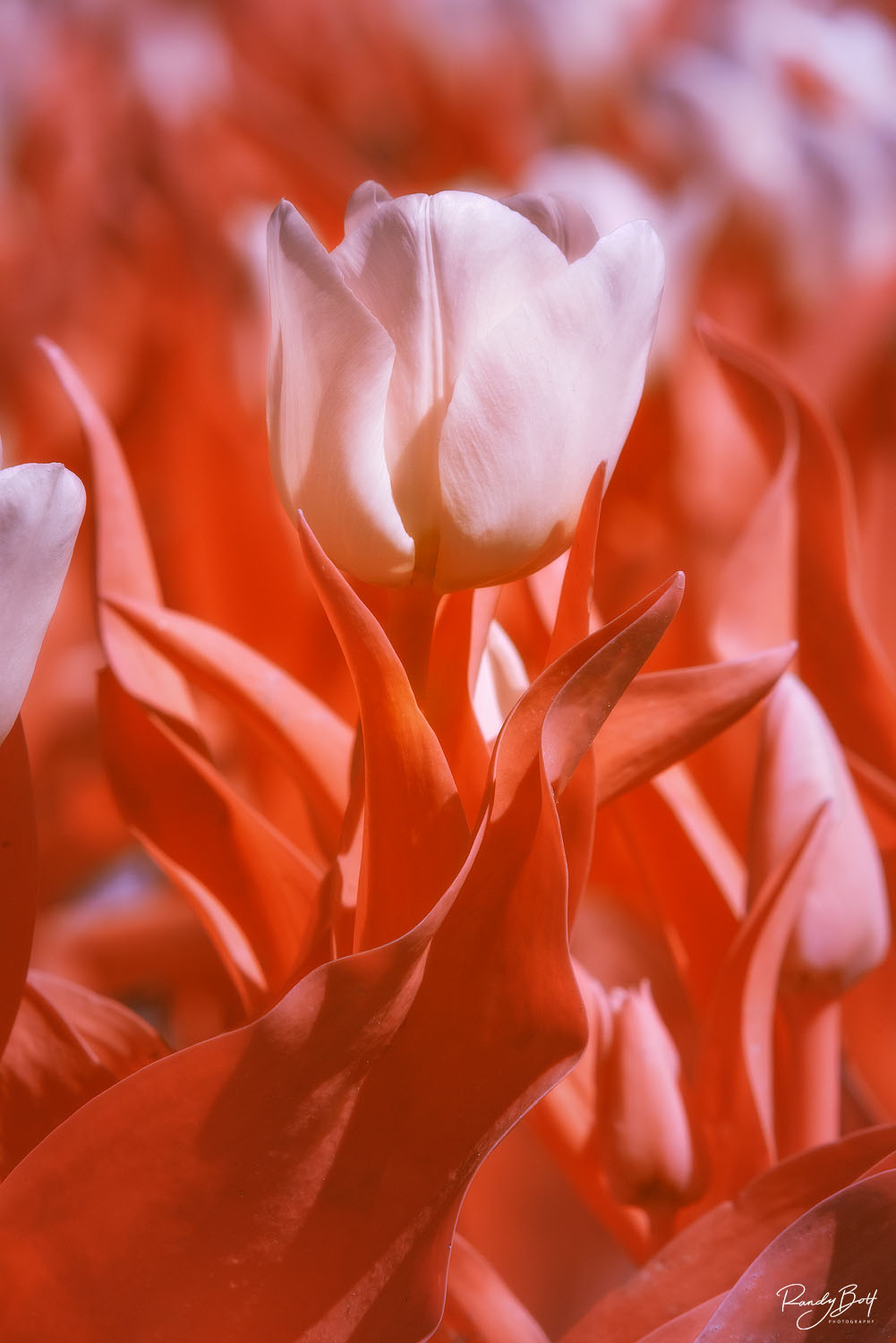 Super Color Tulips 590 nm super color infrared of tulips in the skagit valley.