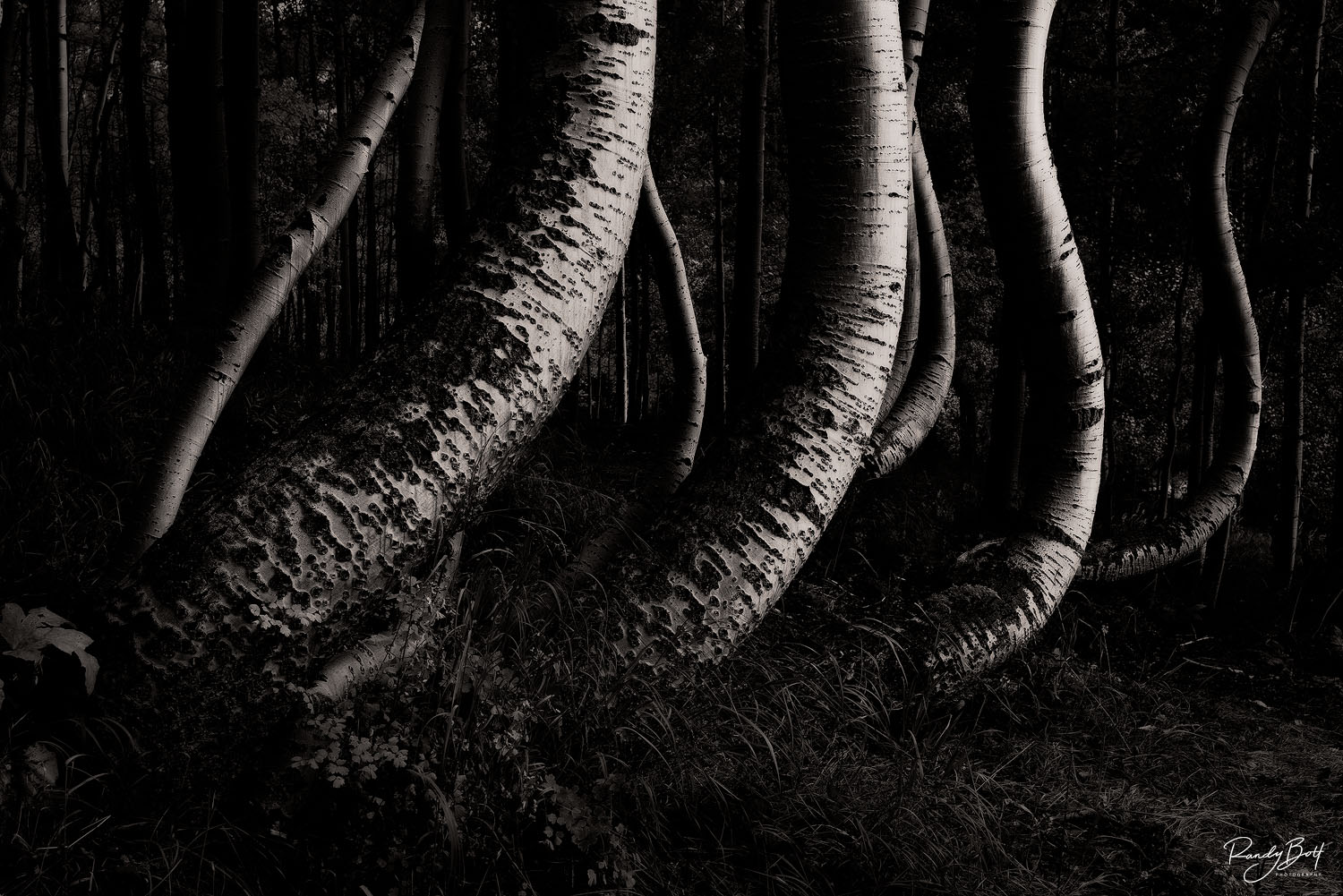 Why black and white fine art prints are timeless and dramatic.