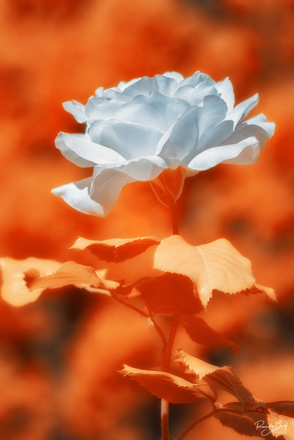 The White Rose infrared image of a red rose in 590 nm from a full spectrum converted camera