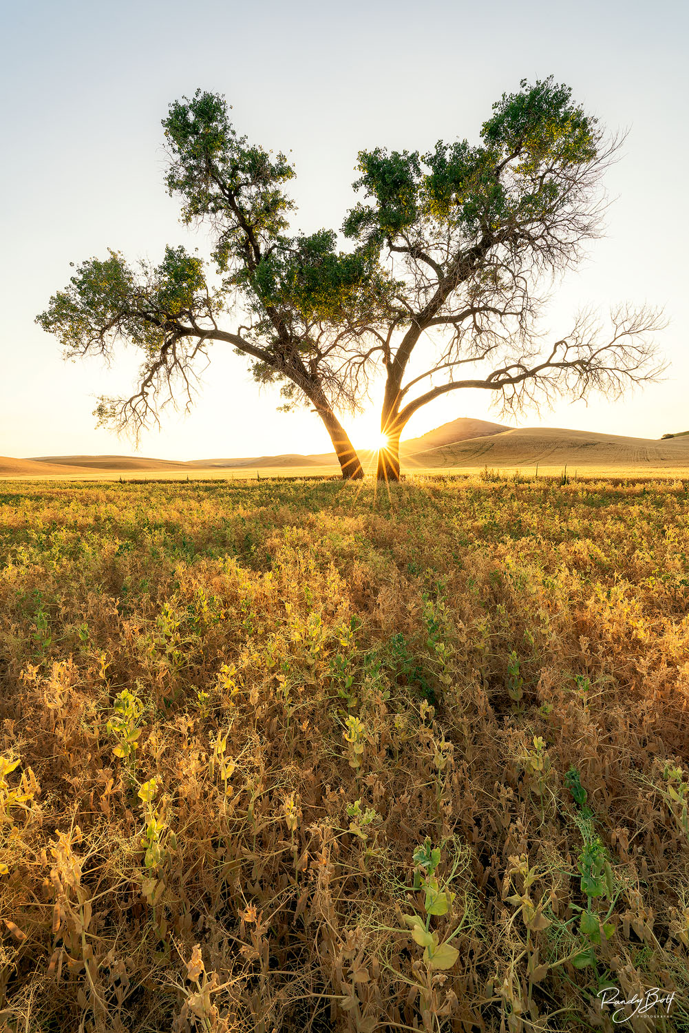 Tree Starburst Vertical the sun creating a starburst against a tree in the Palouse next to Steptoe butte in vertical format.