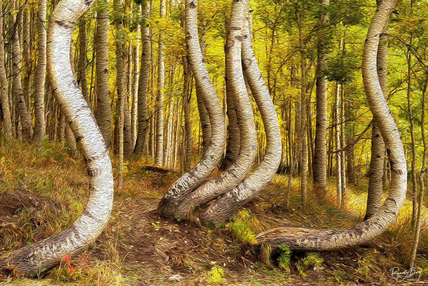OIL PAINTED TWISTED ASPENS oil painted twisted aspens of Ophir colorado.