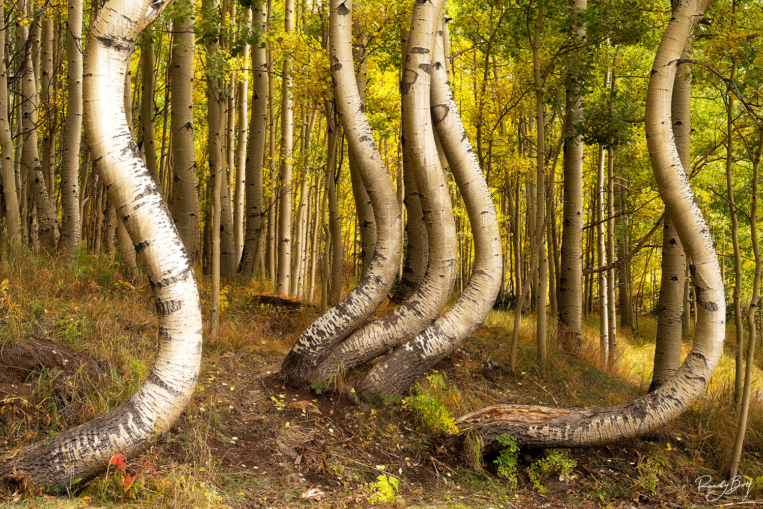 Fall color in colorado and the best photography locations.
