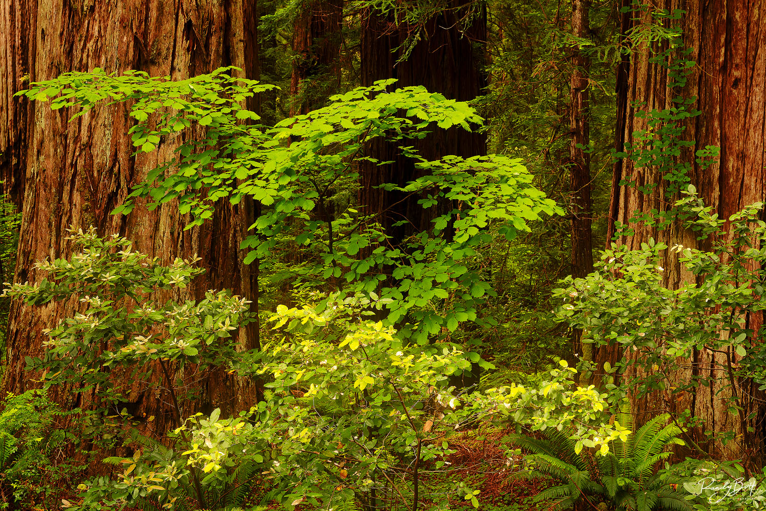 Within The Trees green plants amongs the redwood trees in Stout Grove in Jedediah Smith State Park.