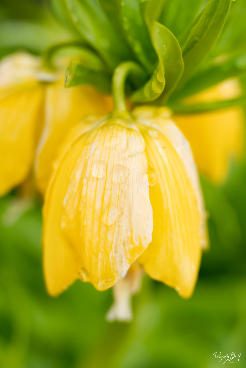 Yellow Fritillaria macro photograph of a yellow fritillaria in the skagit valley north of seattle, WA.