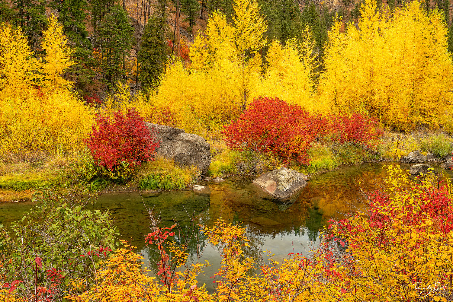 Yellow Guardians Aspen trees standing tall guarding the red bushes on the Wenatchee River near Leavenworth, Washington.
